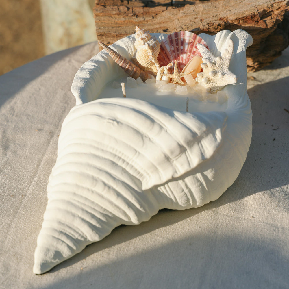 Caracola Marina Tritón