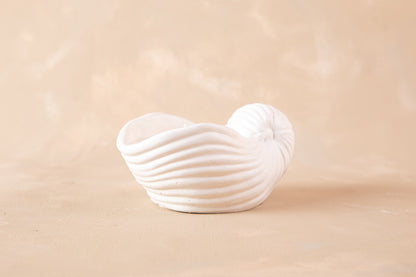 Caracola Marina Pancora II