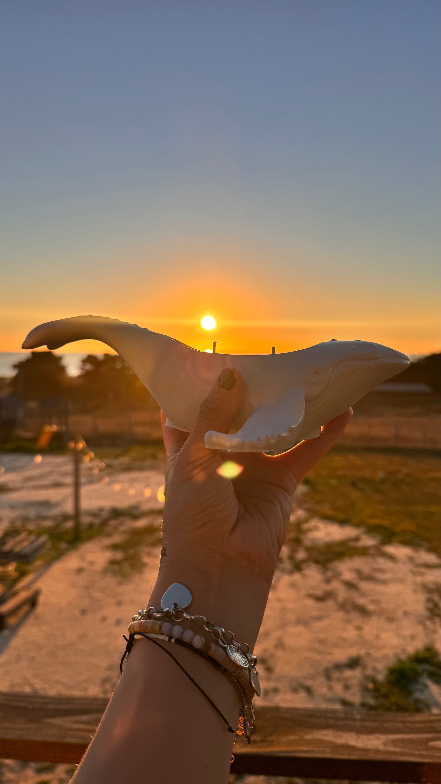 Vela Ballena Jorobada
