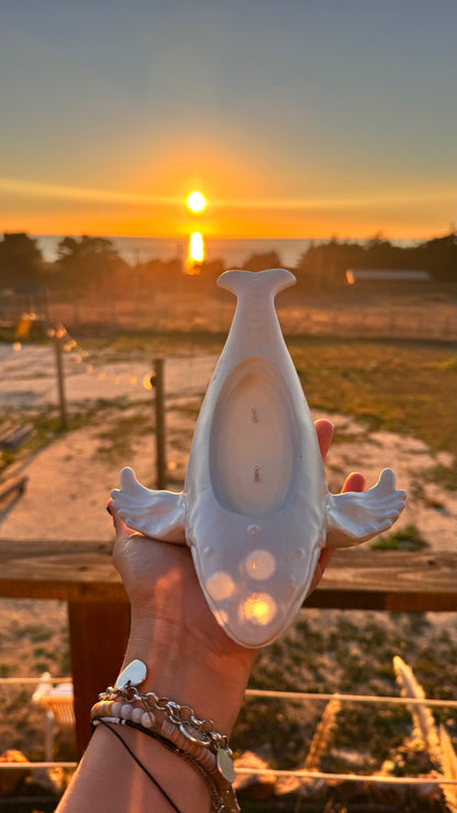 Vela Ballena Jorobada