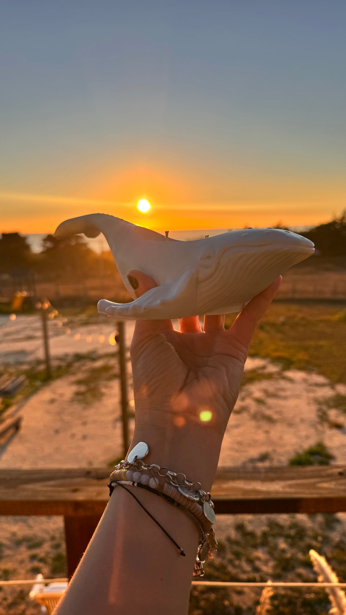Vela Ballena Jorobada