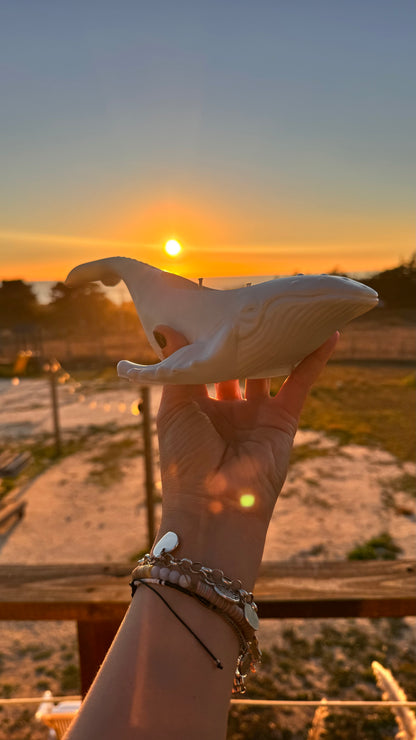 Vela Ballena Jorobada